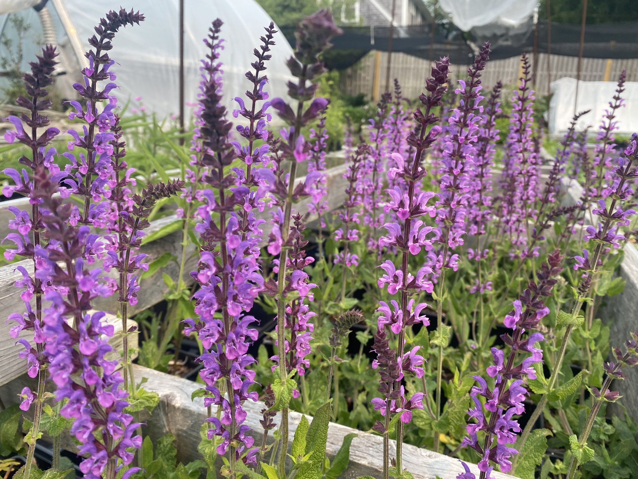 plants S-T — issima